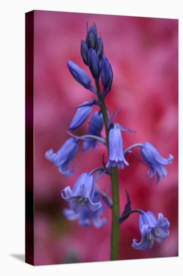 Bluebell, Hyacinthoides Non-Scripta, Close-Up-Andreas Keil-Stretched Canvas