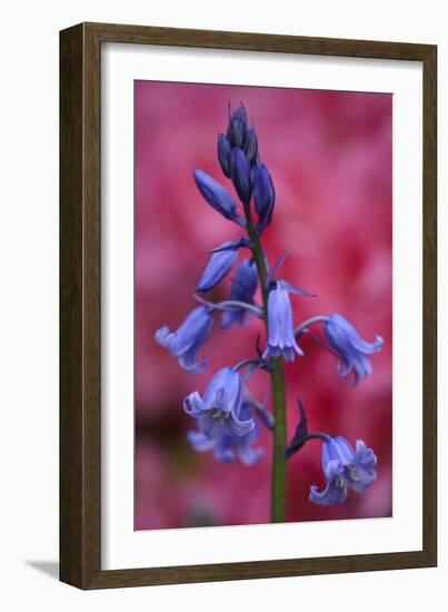 Bluebell, Hyacinthoides Non-Scripta, Close-Up-Andreas Keil-Framed Photographic Print