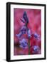 Bluebell, Hyacinthoides Non-Scripta, Close-Up-Andreas Keil-Framed Photographic Print