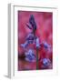 Bluebell, Hyacinthoides Non-Scripta, Close-Up-Andreas Keil-Framed Photographic Print