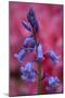 Bluebell, Hyacinthoides Non-Scripta, Close-Up-Andreas Keil-Mounted Photographic Print