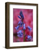 Bluebell, Hyacinthoides Non-Scripta, Close-Up-Andreas Keil-Framed Photographic Print