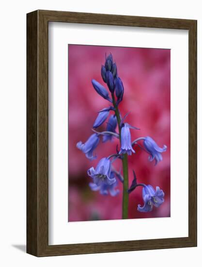 Bluebell, Hyacinthoides Non-Scripta, Close-Up-Andreas Keil-Framed Photographic Print