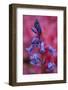 Bluebell, Hyacinthoides Non-Scripta, Close-Up-Andreas Keil-Framed Photographic Print