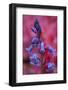 Bluebell, Hyacinthoides Non-Scripta, Close-Up-Andreas Keil-Framed Photographic Print