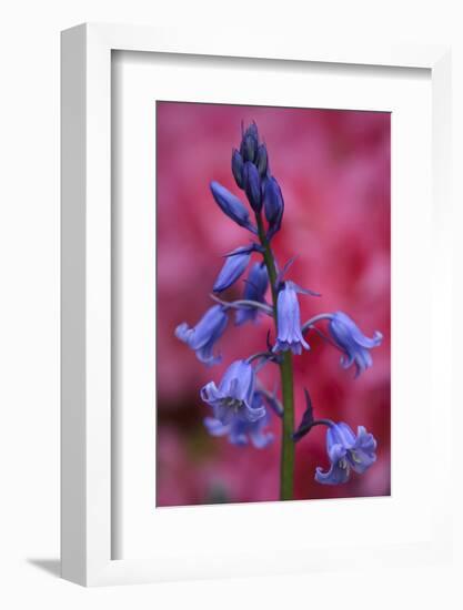 Bluebell, Hyacinthoides Non-Scripta, Close-Up-Andreas Keil-Framed Photographic Print