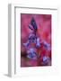 Bluebell, Hyacinthoides Non-Scripta, Close-Up-Andreas Keil-Framed Photographic Print