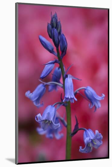 Bluebell, Hyacinthoides Non-Scripta, Close-Up-Andreas Keil-Mounted Photographic Print