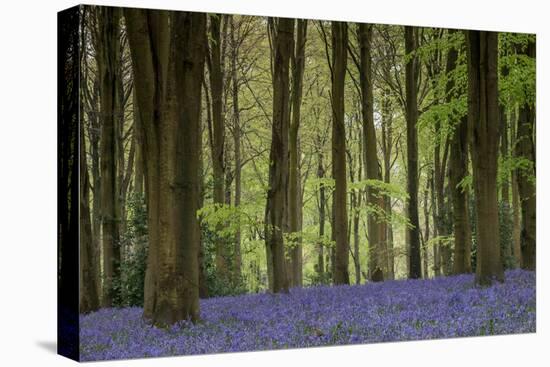 Bluebell: Hyacinthoides Non-Scriptus. West Wood, Near Marlborough, Wiltshire, England-Adrian Davies-Stretched Canvas