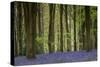 Bluebell: Hyacinthoides Non-Scriptus. West Wood, Near Marlborough, Wiltshire, England-Adrian Davies-Stretched Canvas