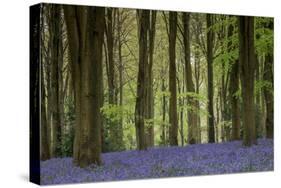 Bluebell: Hyacinthoides Non-Scriptus. West Wood, Near Marlborough, Wiltshire, England-Adrian Davies-Stretched Canvas