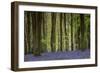 Bluebell: Hyacinthoides Non-Scriptus. West Wood, Near Marlborough, Wiltshire, England-Adrian Davies-Framed Photographic Print