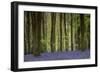 Bluebell: Hyacinthoides Non-Scriptus. West Wood, Near Marlborough, Wiltshire, England-Adrian Davies-Framed Photographic Print