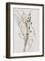 Bluebell Seedhead in Drying Grass, 1996-Rebecca John-Framed Giclee Print