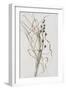 Bluebell Seedhead in Drying Grass, 1996-Rebecca John-Framed Giclee Print