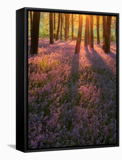 Bluebell Sunset II-Doug Chinnery-Framed Stretched Canvas