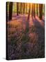 Bluebell Sunset II-Doug Chinnery-Stretched Canvas