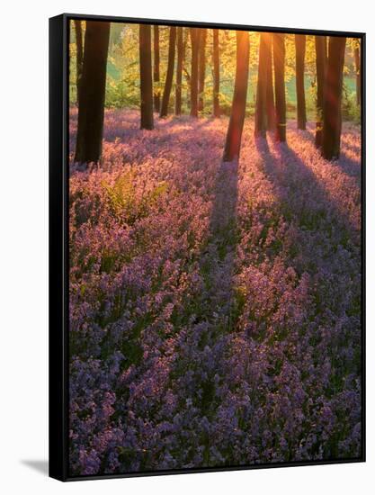 Bluebell Sunset II-Doug Chinnery-Framed Stretched Canvas