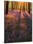 Bluebell Sunset II-Doug Chinnery-Stretched Canvas