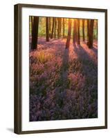 Bluebell Sunset II-Doug Chinnery-Framed Photographic Print