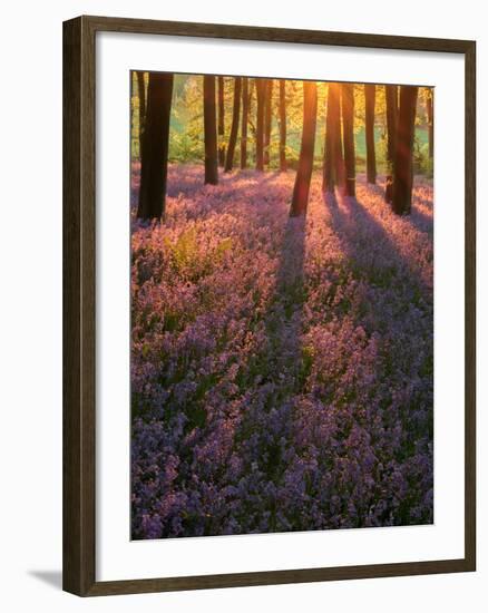 Bluebell Sunset II-Doug Chinnery-Framed Photographic Print