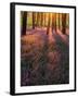 Bluebell Sunset II-Doug Chinnery-Framed Photographic Print