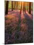 Bluebell Sunset II-Doug Chinnery-Mounted Photographic Print