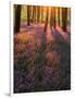 Bluebell Sunset II-Doug Chinnery-Framed Photographic Print