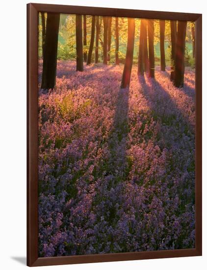 Bluebell Sunset II-Doug Chinnery-Framed Photographic Print