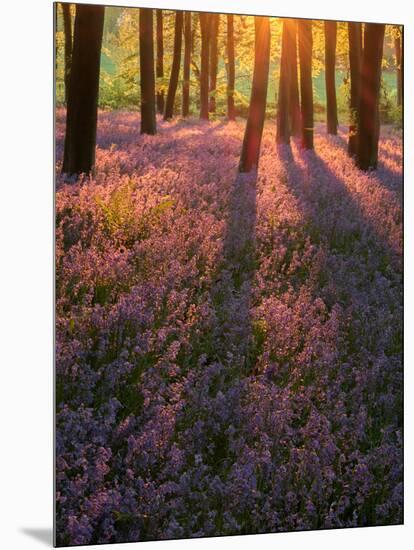 Bluebell Sunset II-Doug Chinnery-Mounted Photographic Print