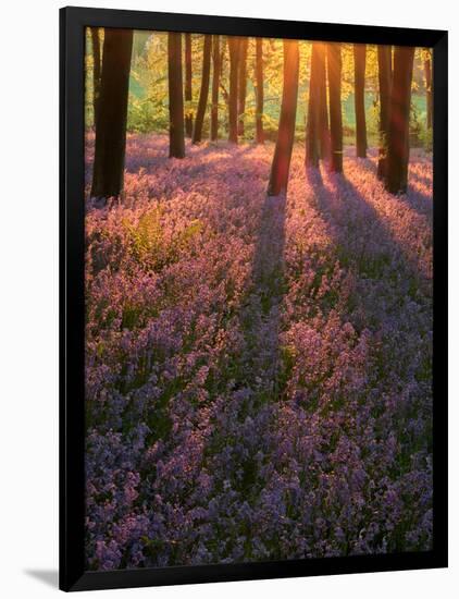 Bluebell Sunset II-Doug Chinnery-Framed Photographic Print