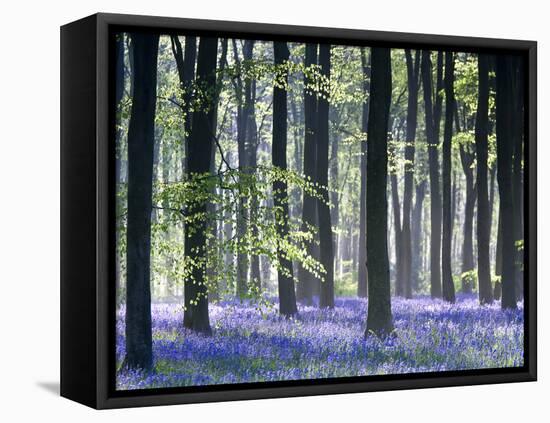 Bluebell Vision-Doug Chinnery-Framed Stretched Canvas