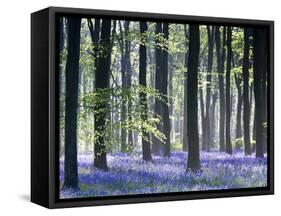 Bluebell Vision-Doug Chinnery-Framed Stretched Canvas