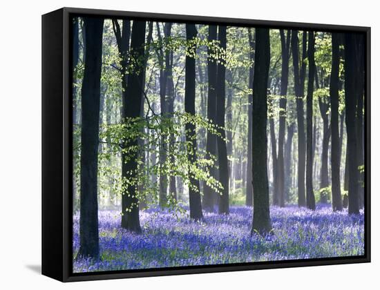 Bluebell Vision-Doug Chinnery-Framed Stretched Canvas