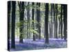 Bluebell Vision-Doug Chinnery-Stretched Canvas