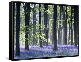 Bluebell Vision-Doug Chinnery-Framed Stretched Canvas