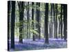 Bluebell Vision-Doug Chinnery-Stretched Canvas