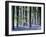 Bluebell Vision-Doug Chinnery-Framed Premium Photographic Print