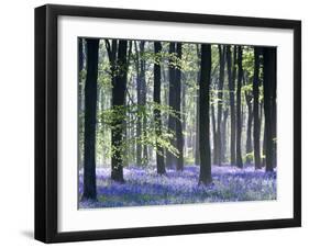 Bluebell Vision-Doug Chinnery-Framed Premium Photographic Print