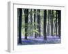 Bluebell Vision-Doug Chinnery-Framed Premium Photographic Print