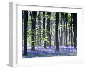 Bluebell Vision-Doug Chinnery-Framed Premium Photographic Print