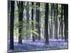 Bluebell Vision-Doug Chinnery-Mounted Premium Photographic Print