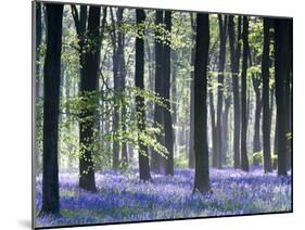 Bluebell Vision-Doug Chinnery-Mounted Premium Photographic Print