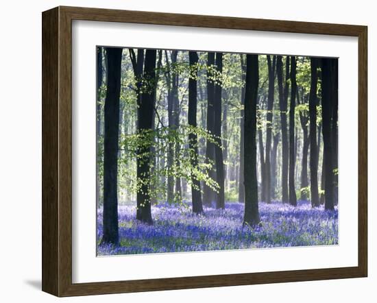 Bluebell Vision-Doug Chinnery-Framed Photographic Print