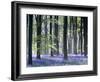 Bluebell Vision-Doug Chinnery-Framed Photographic Print
