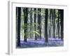 Bluebell Vision-Doug Chinnery-Framed Photographic Print