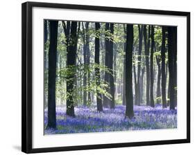 Bluebell Vision-Doug Chinnery-Framed Photographic Print