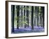 Bluebell Vision-Doug Chinnery-Framed Photographic Print