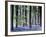 Bluebell Vision-Doug Chinnery-Framed Photographic Print