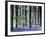 Bluebell Vision-Doug Chinnery-Framed Photographic Print